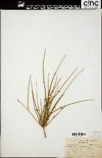 Ephedra trifurca image