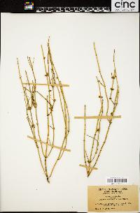 Ephedra viridis image