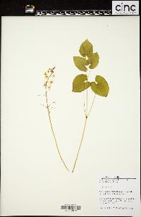 Epimedium pinnatum subsp. colchicum image