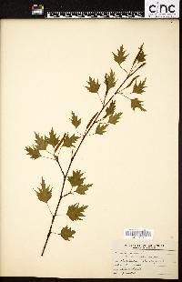 Betula alba image