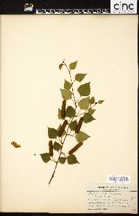 Betula alba image