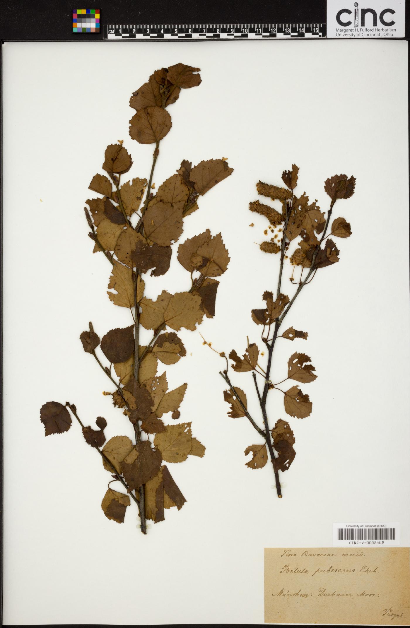 Betula pubescens image