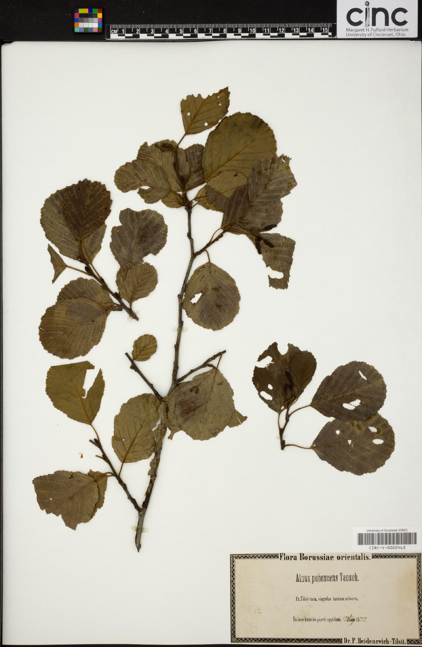 Alnus pubescens image