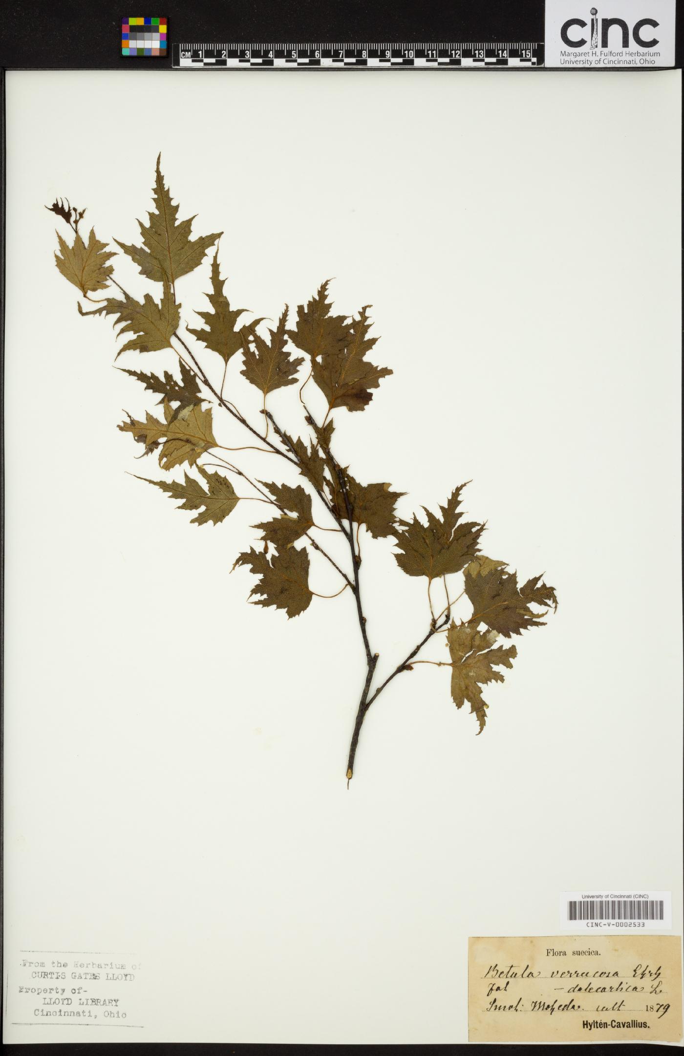 Betula pendula subsp. pendula image