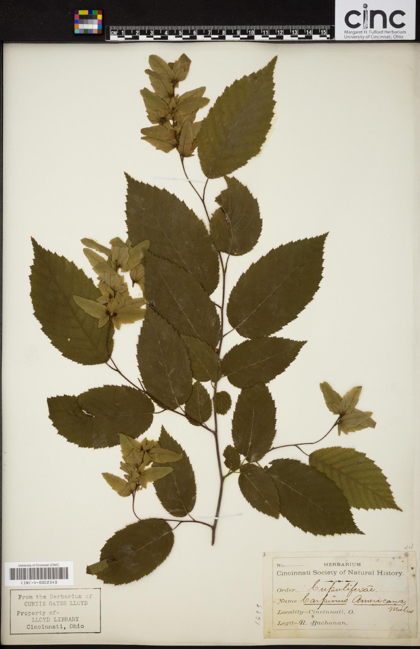 Carpinus americana image