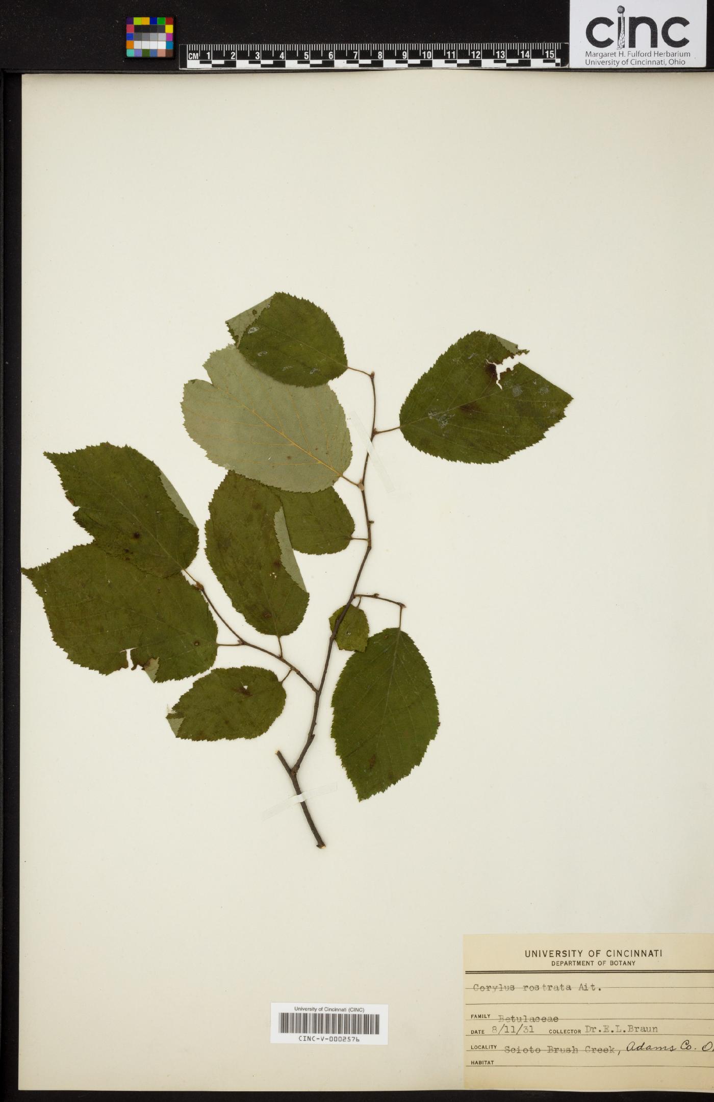 Corylus rostrata image