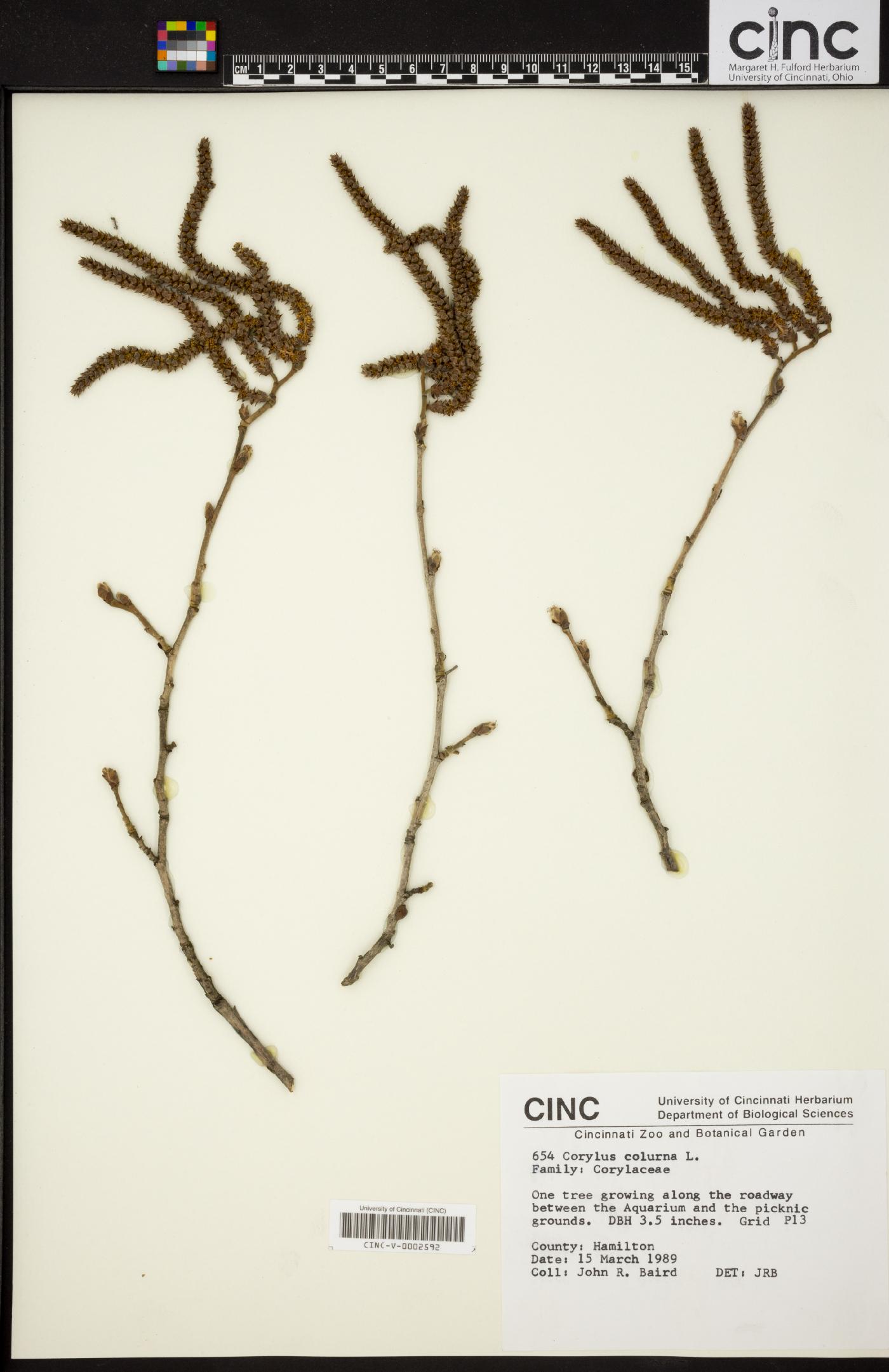 Corylus colurna image
