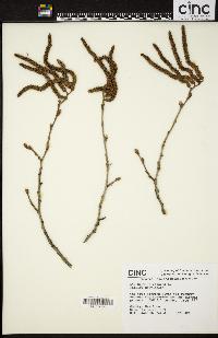 Corylus colurna image