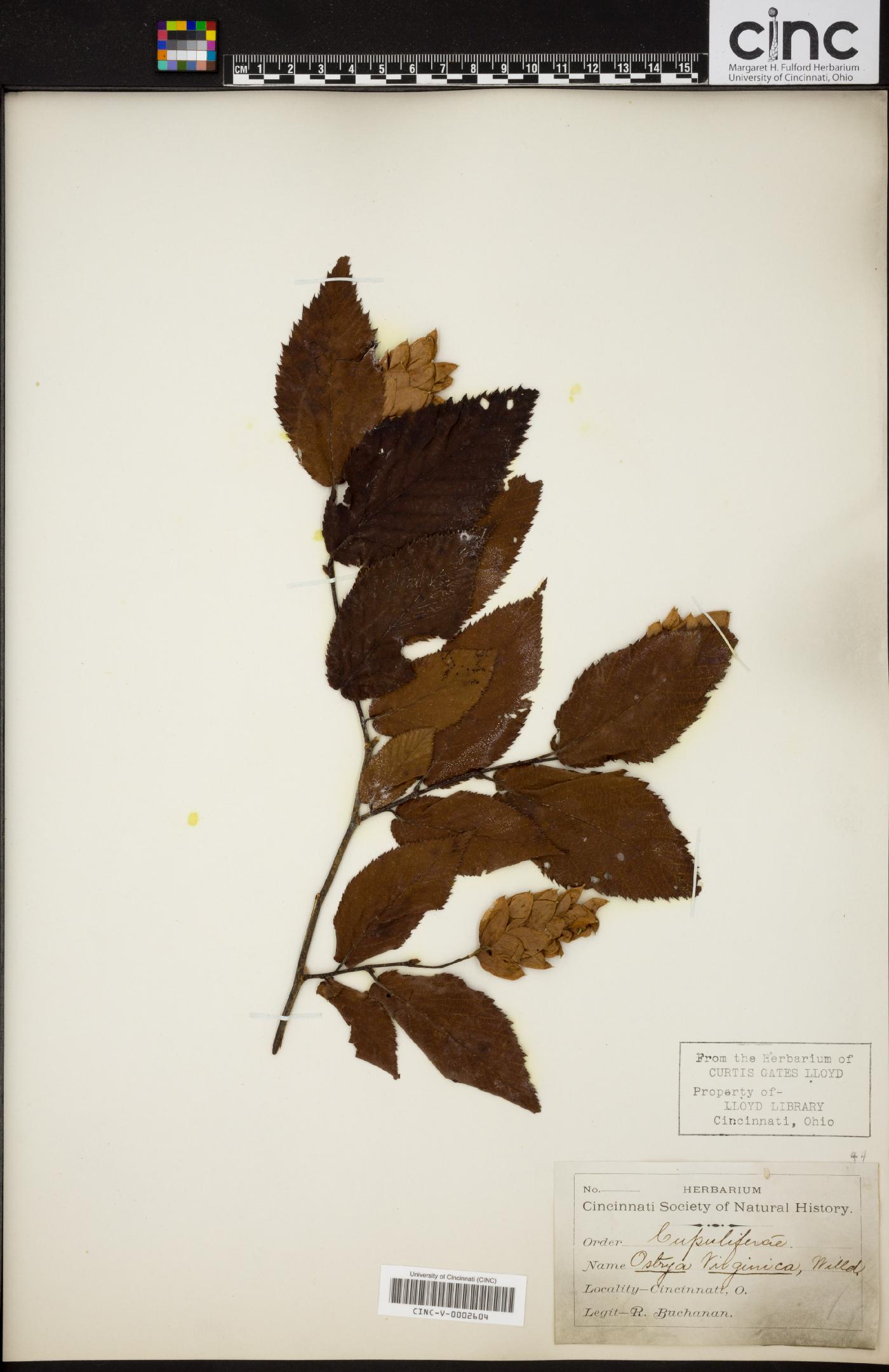 Ostrya virginica image