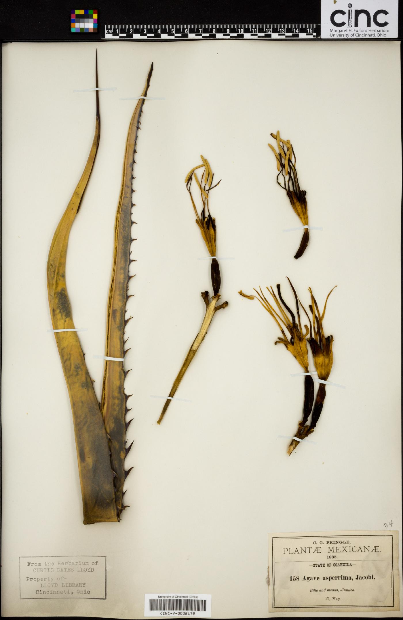 Agave asperrima image
