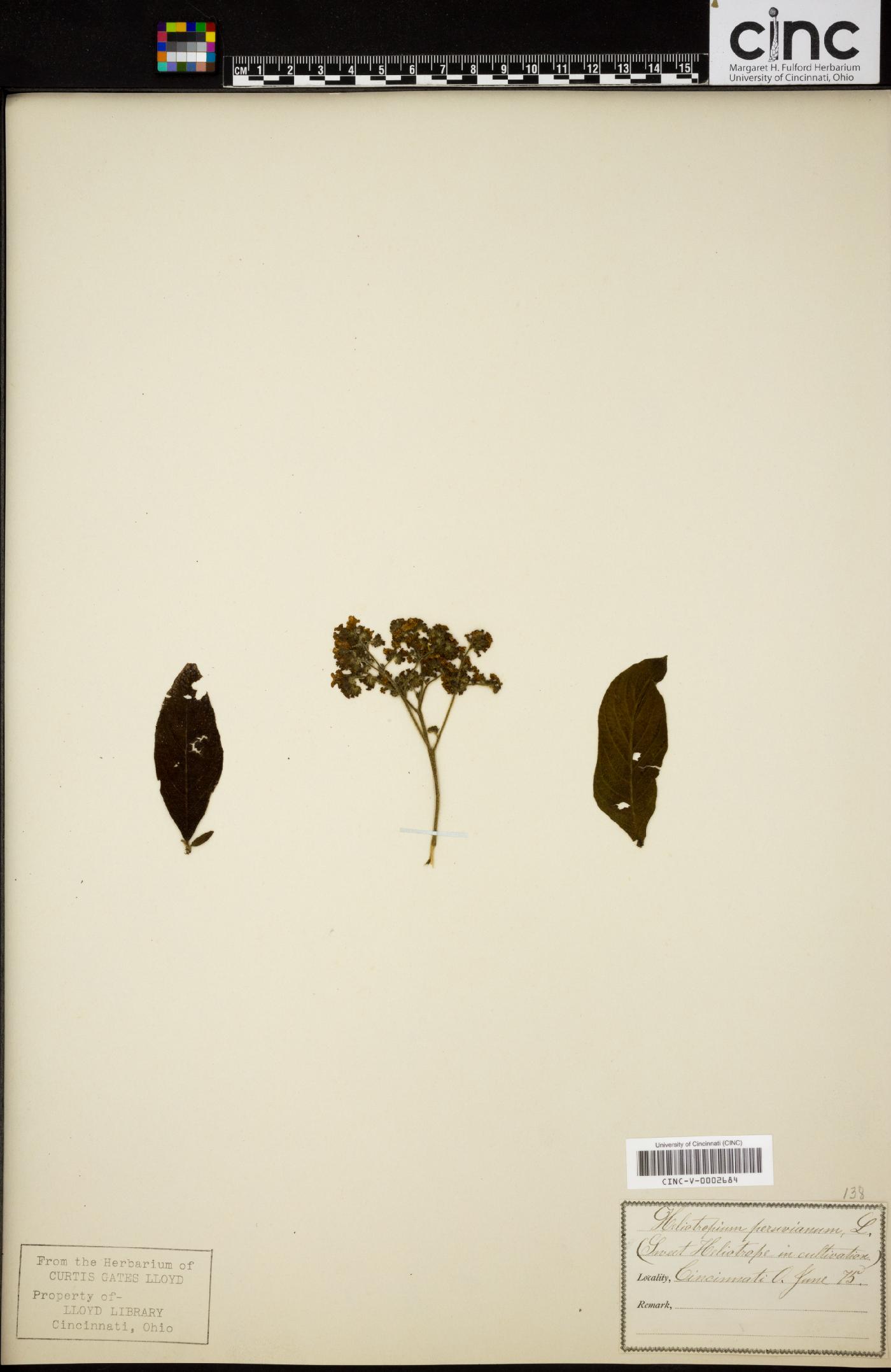 Heliotropium peruvianum image