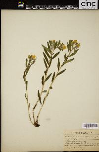 Lithospermum canescens image