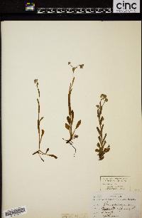 Myosotis alpestris subsp. pyrenaeorum image