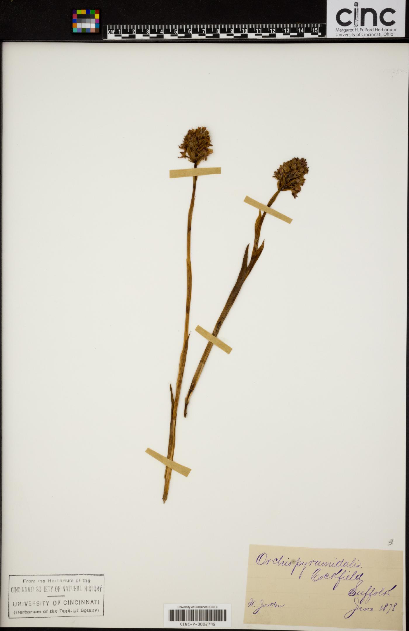 Anacamptis pyramidalis image