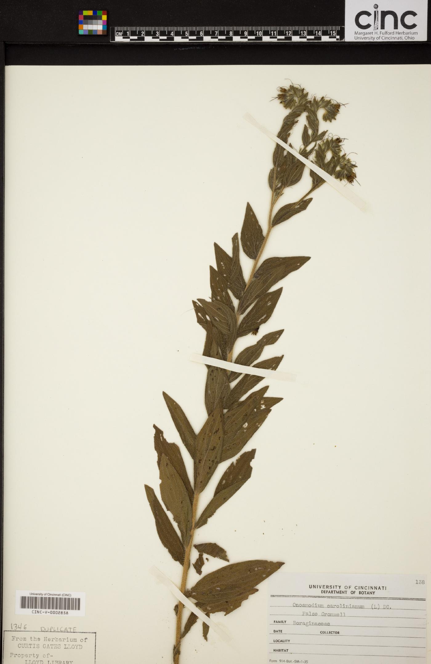 Onosmodium carolinianum image