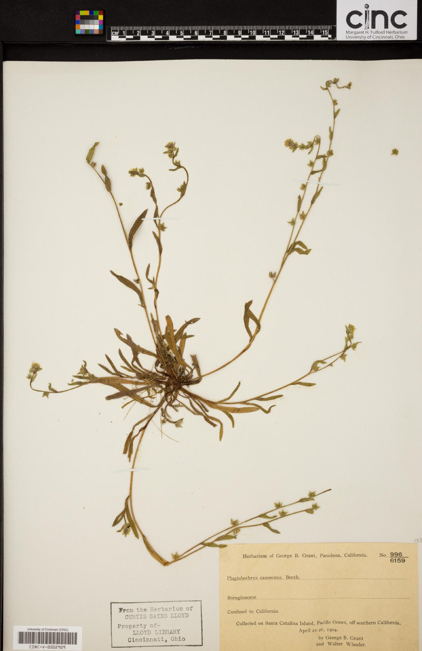 Plagiobothrys canescens image