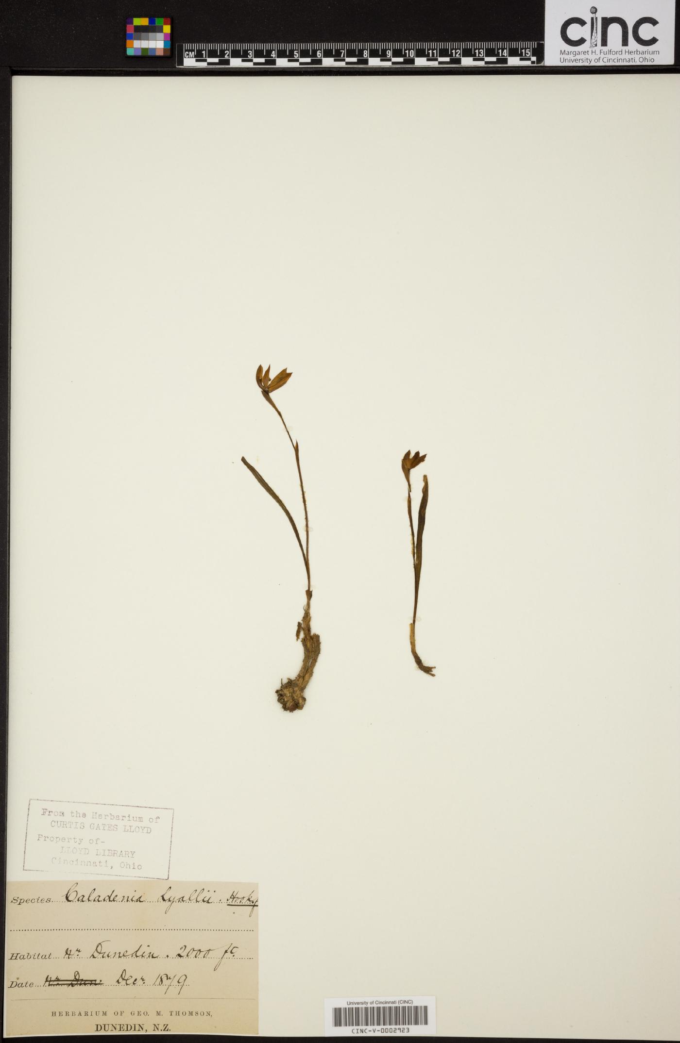 Caladenia lyallii image