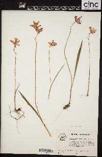 Pogonia ophioglossoides image