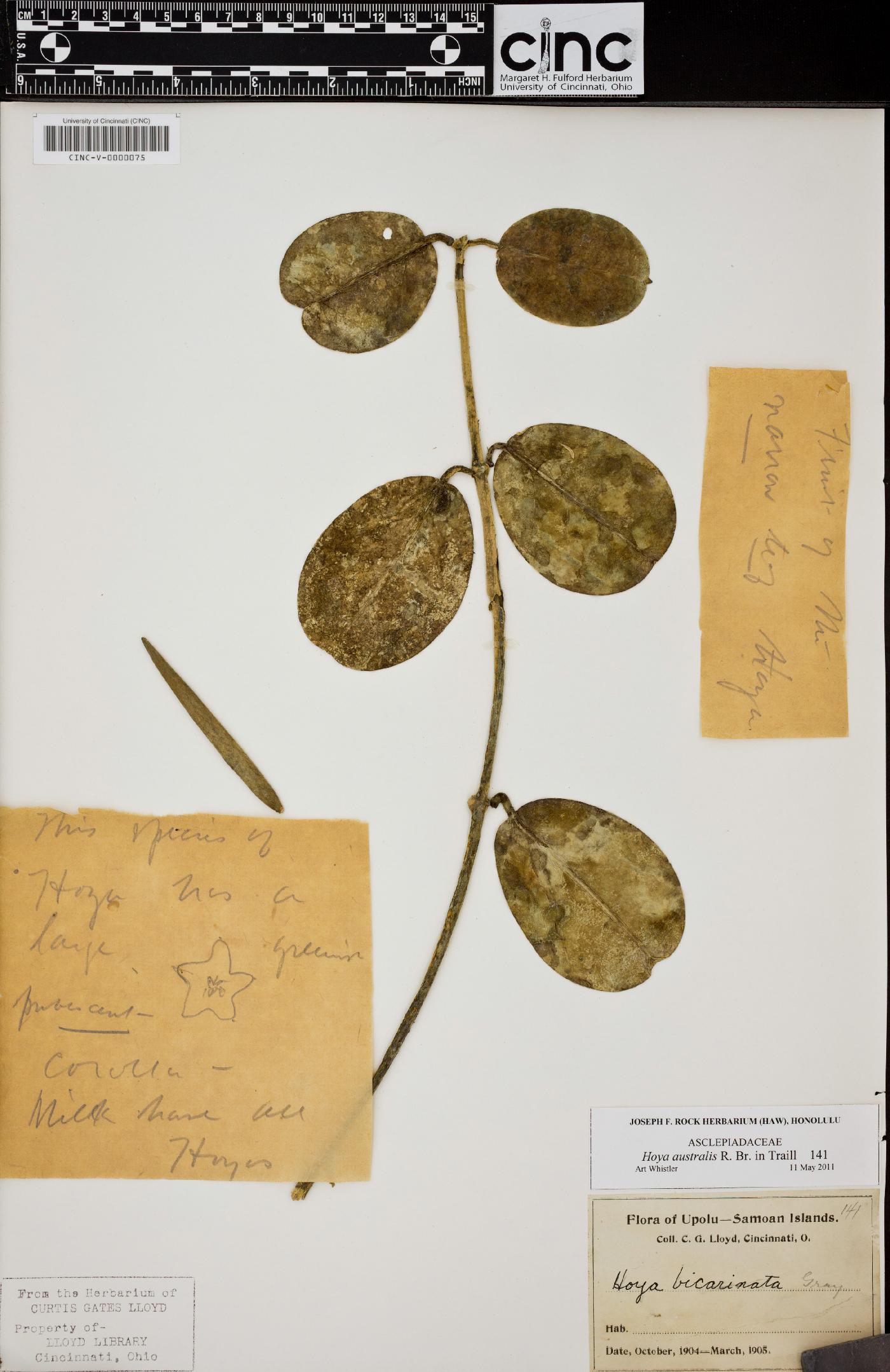 Hoya australis image