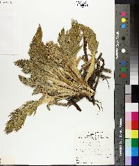 Image of Aciphylla glacialis