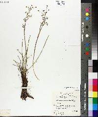 Aciphylla simplicifolia image