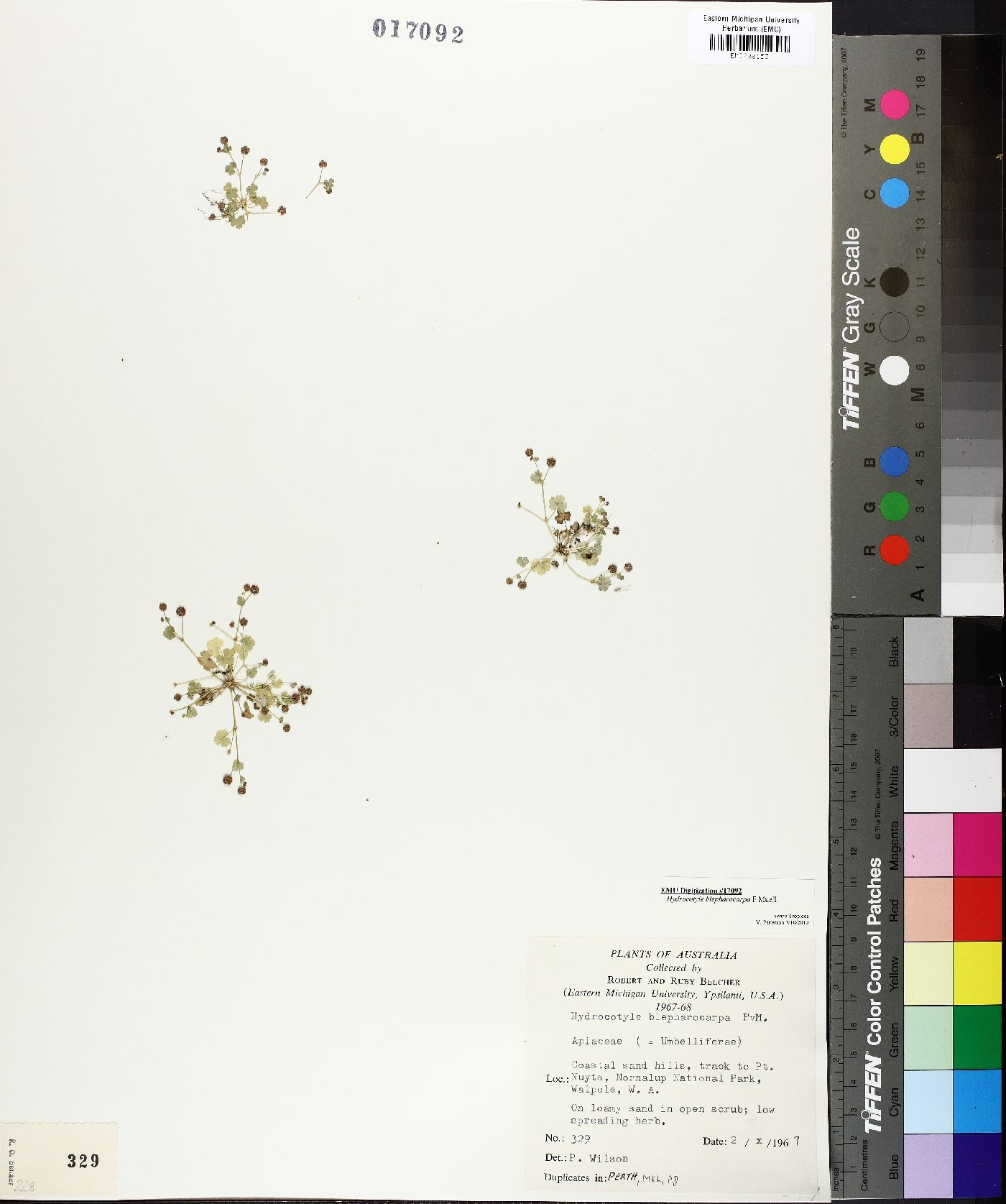 Hydrocotyle blepharocarpa image