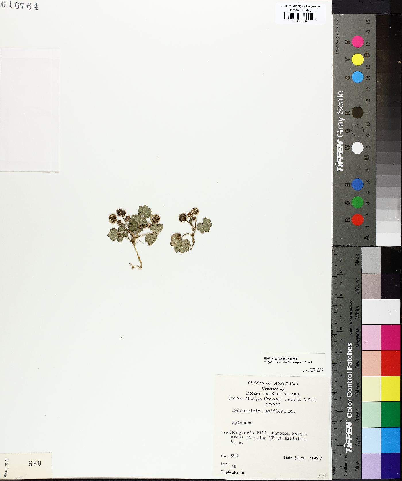 Hydrocotyle blepharocarpa image