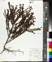 Image of Platysace lanceolata