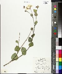 Image of Xanthosia rotundifolia
