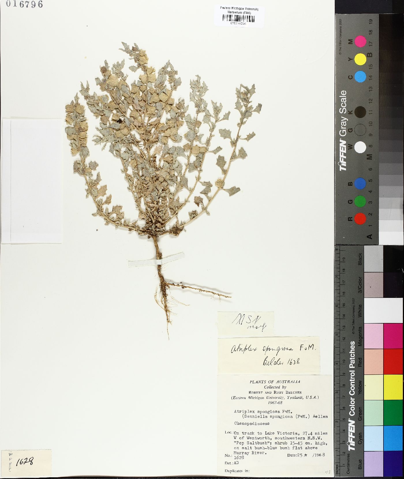 Atriplex spongiosa image