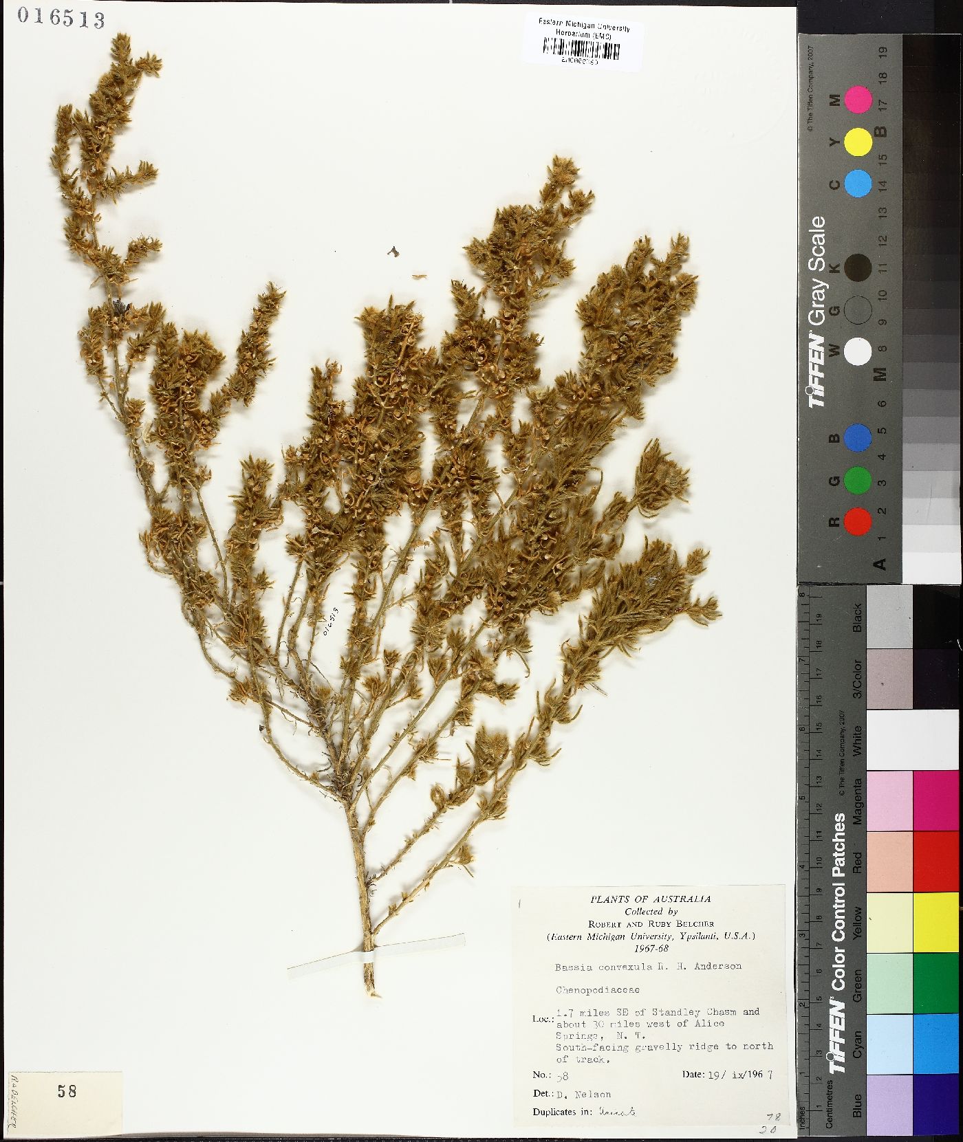 Sclerolaena convexula image