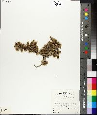 Media resource of Sclerolaena patenticuspis