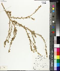 Maireana planifolia image