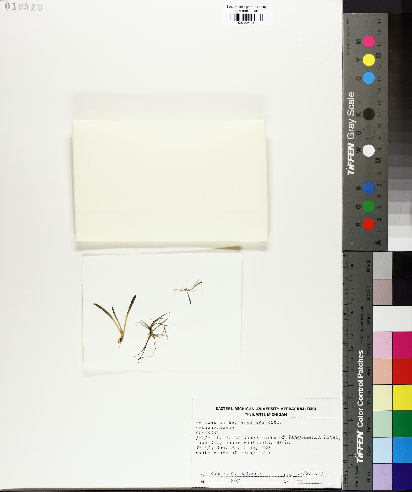 Eriocaulon africanum image
