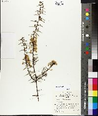 Acacia diffusa image