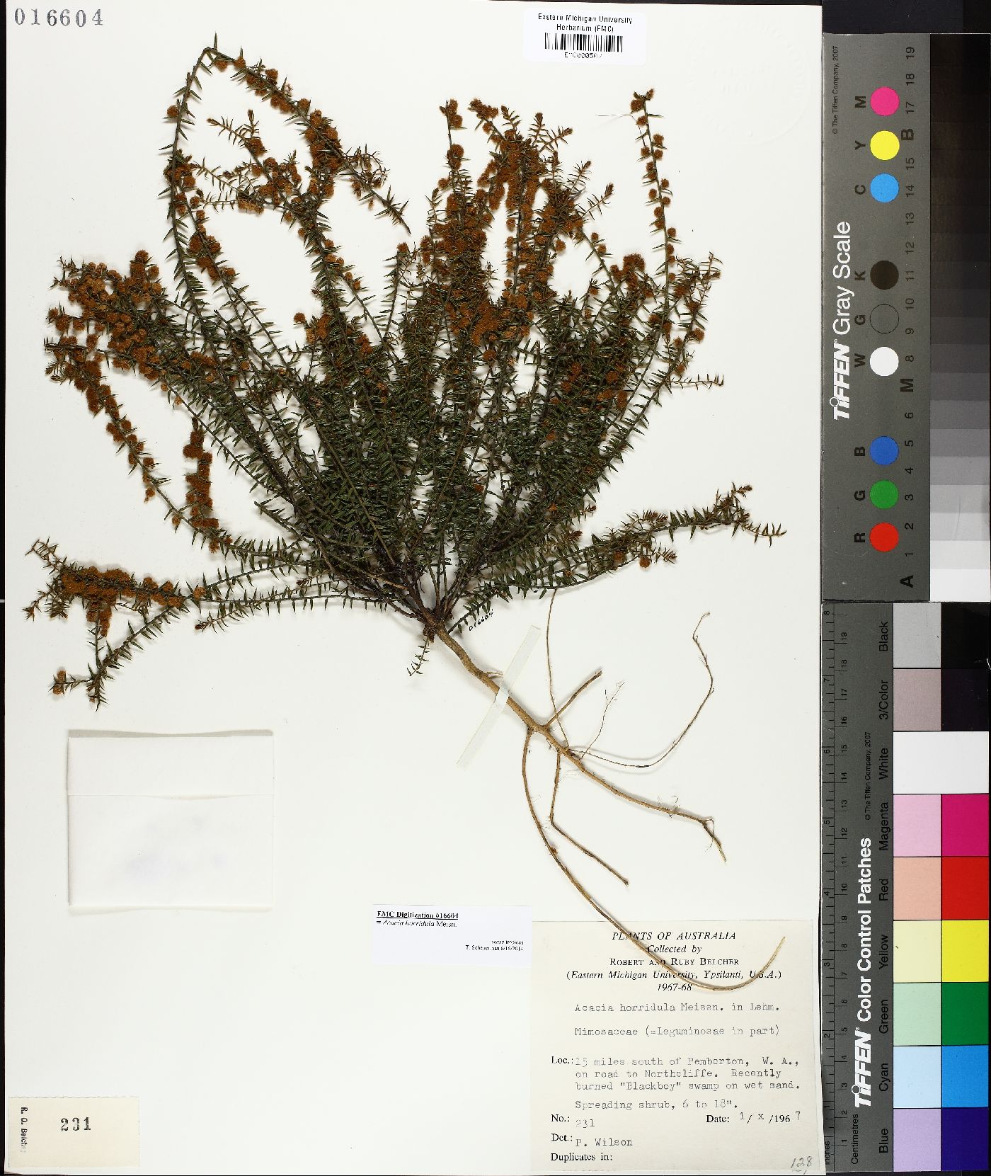 Acacia horridula image