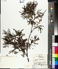 Acacia parramattensis image