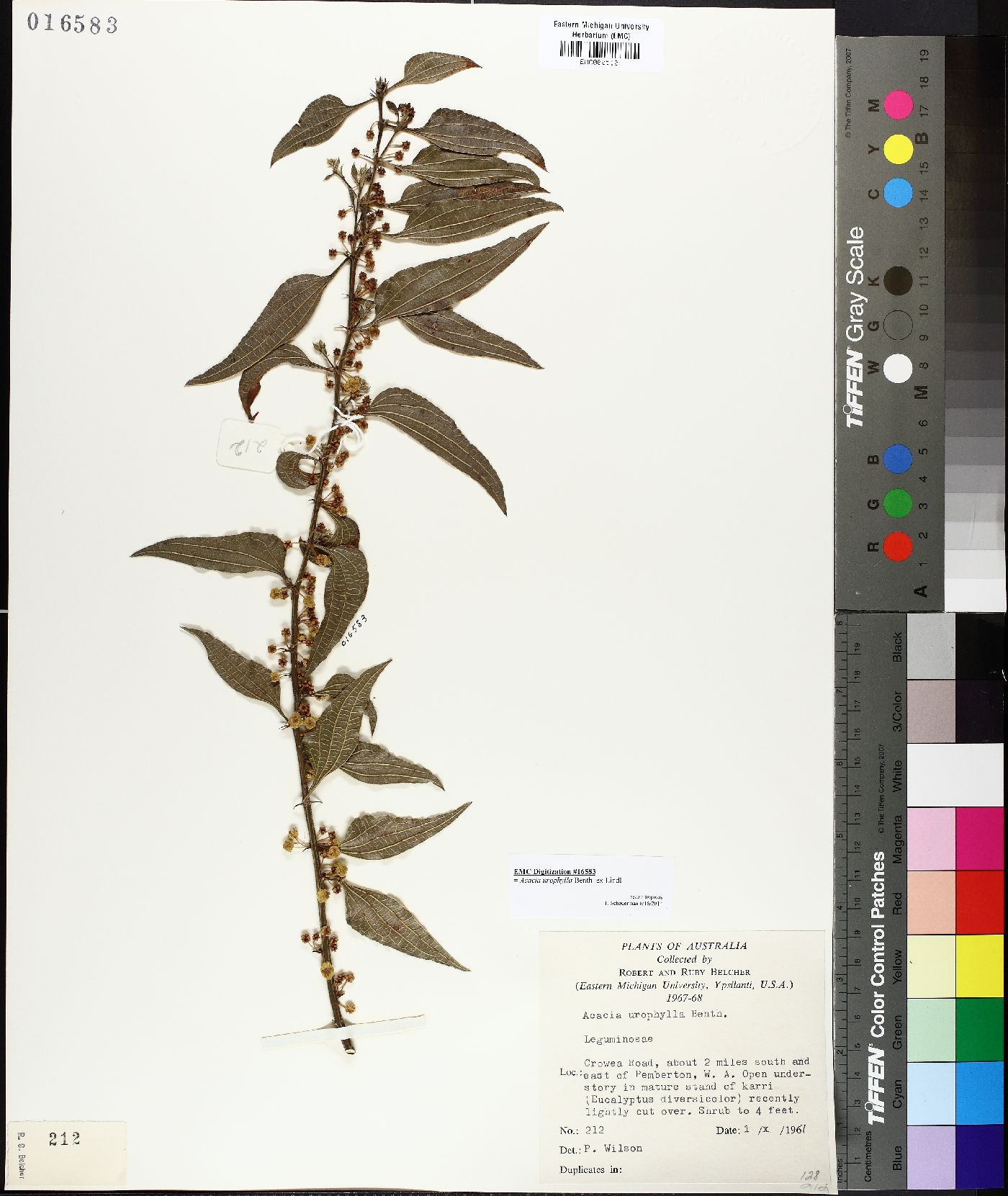 Acacia urophylla image
