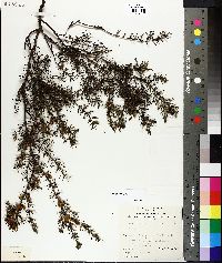 Acacia verticillata image