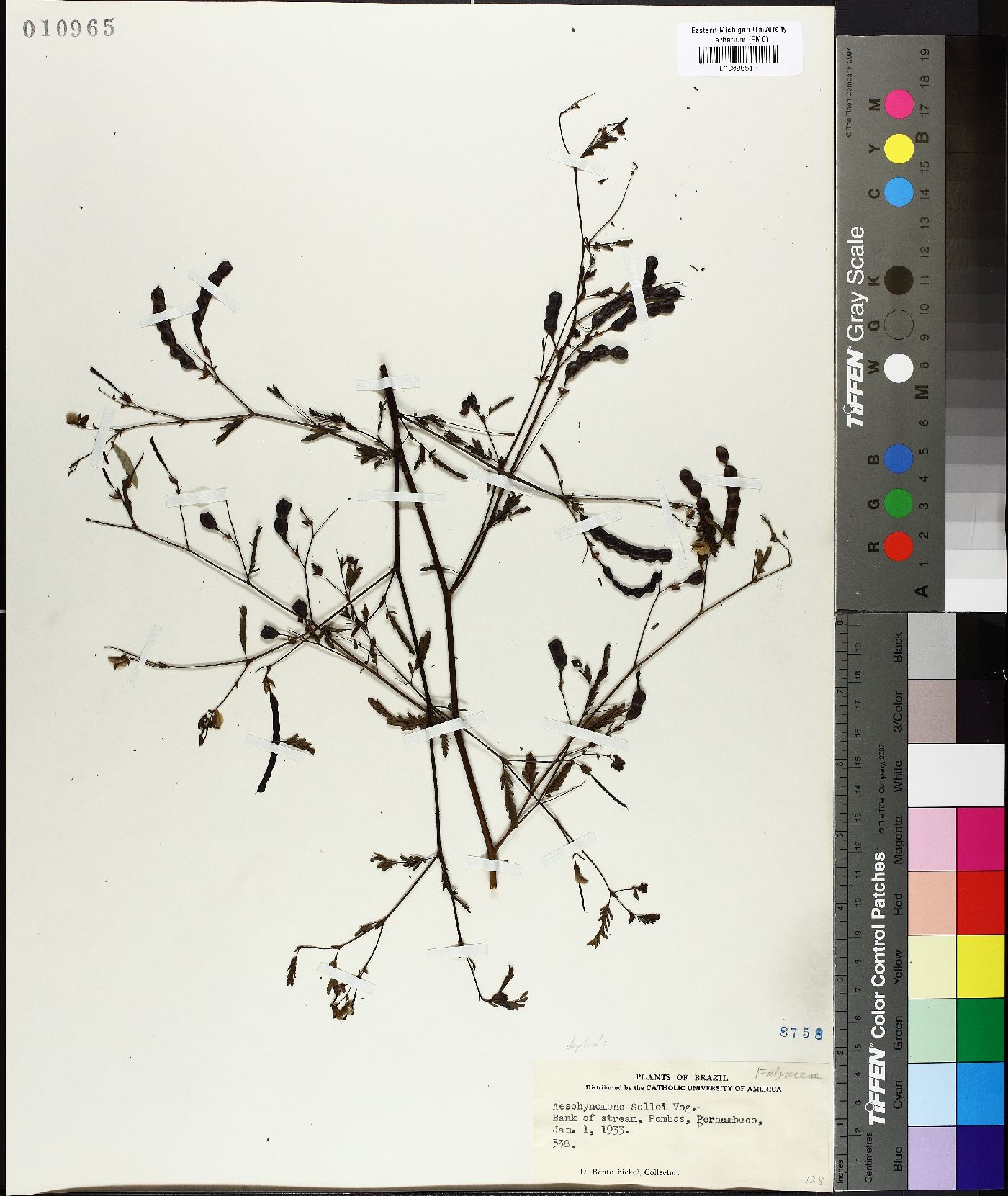 Aeschynomene selloi image