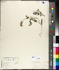 Astragalus astragalinus image