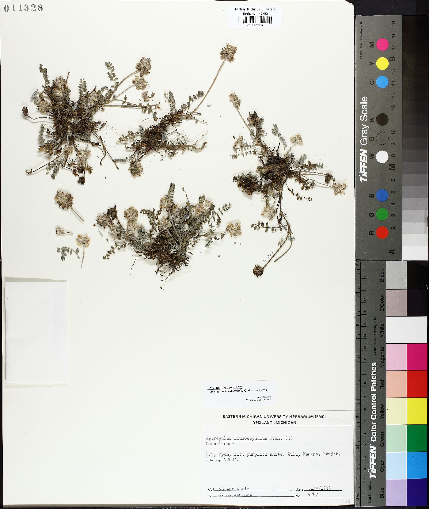 Astragalus leucocephalus image