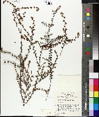 Image of Bossiaea buxifolia