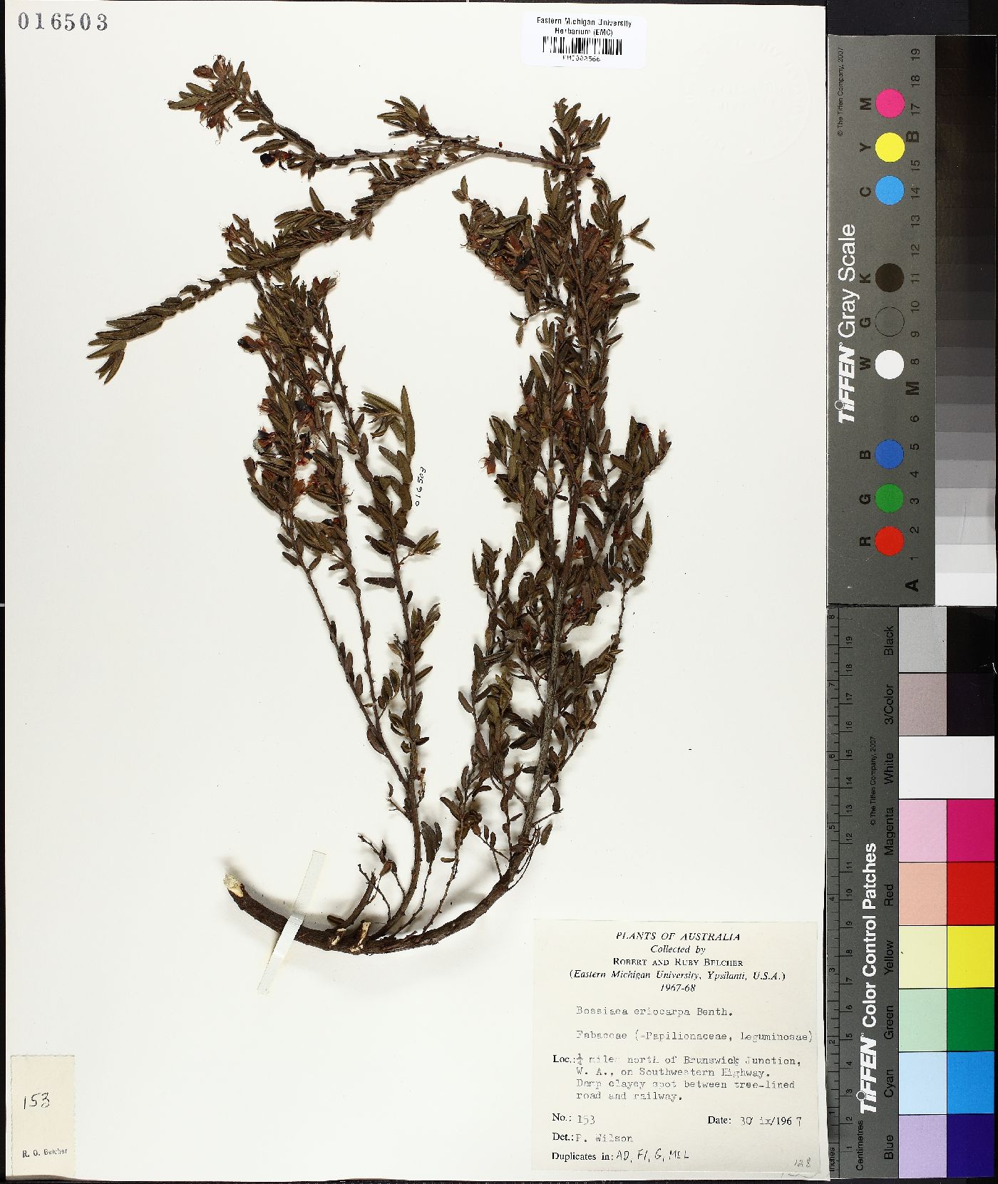 Bossiaea eriocarpa image