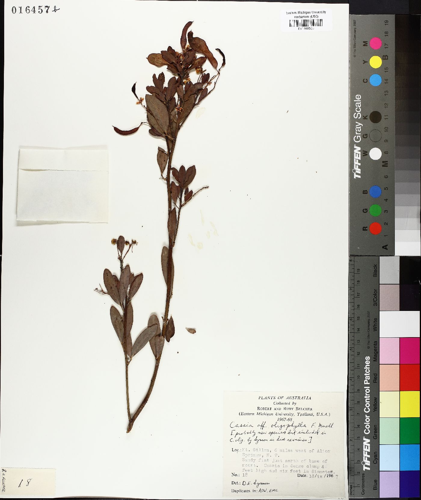 Cassia oligophylla image