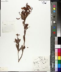 Cassia oligophylla image