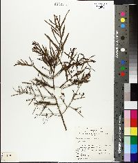 Image of Daviesia divaricata