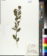 Image of Daviesia latifolia