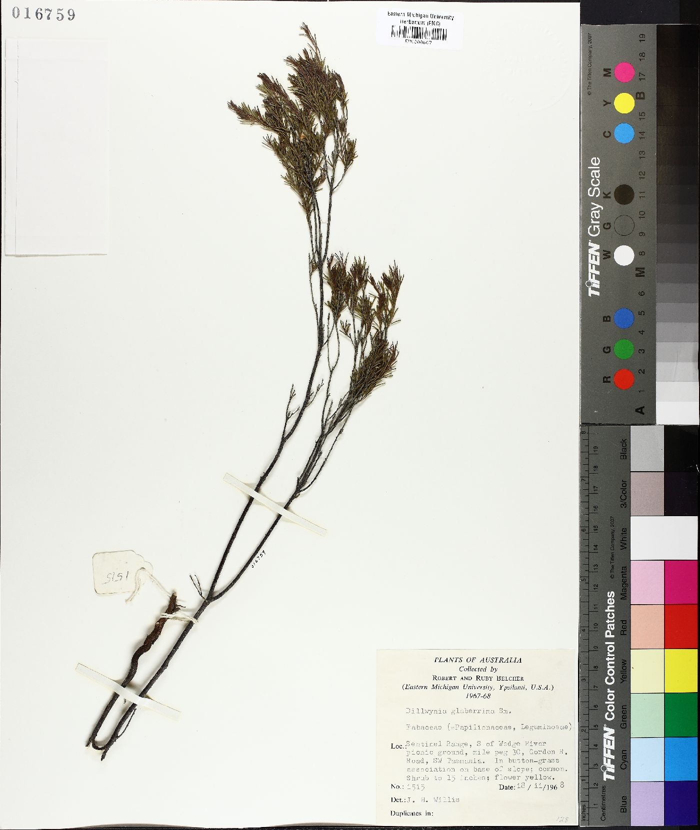 Dillwynia glaberrima image