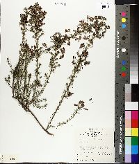 Dillwynia hispida image